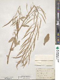 Brassica campestris image