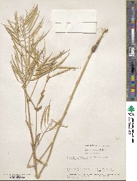 Brassica campestris image