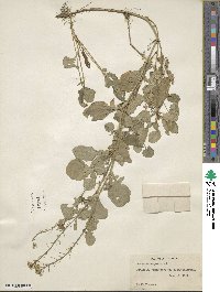 Brassica campestris image
