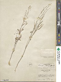 Brassica campestris image