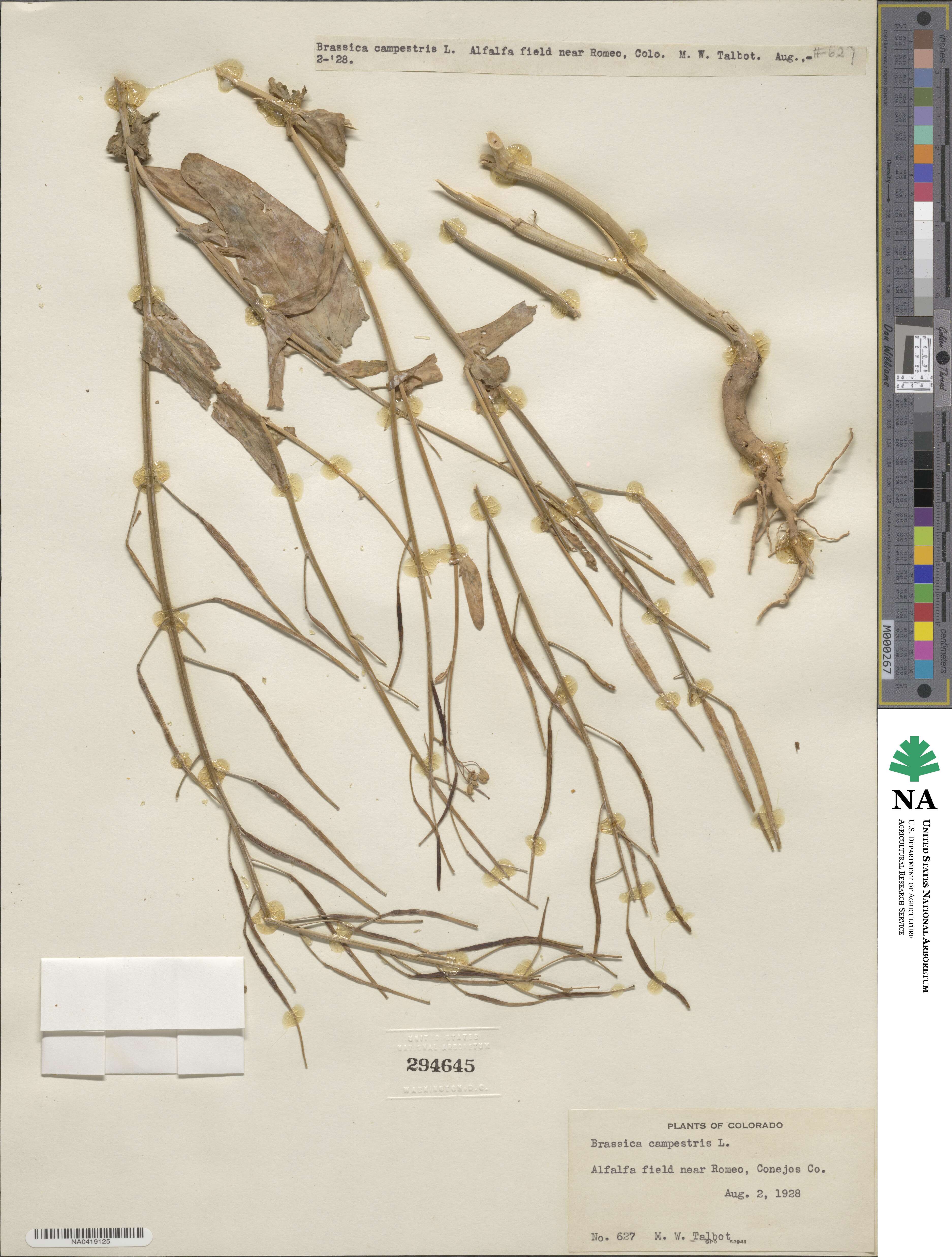 Brassica campestris image