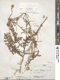 Erucastrum gallicum image
