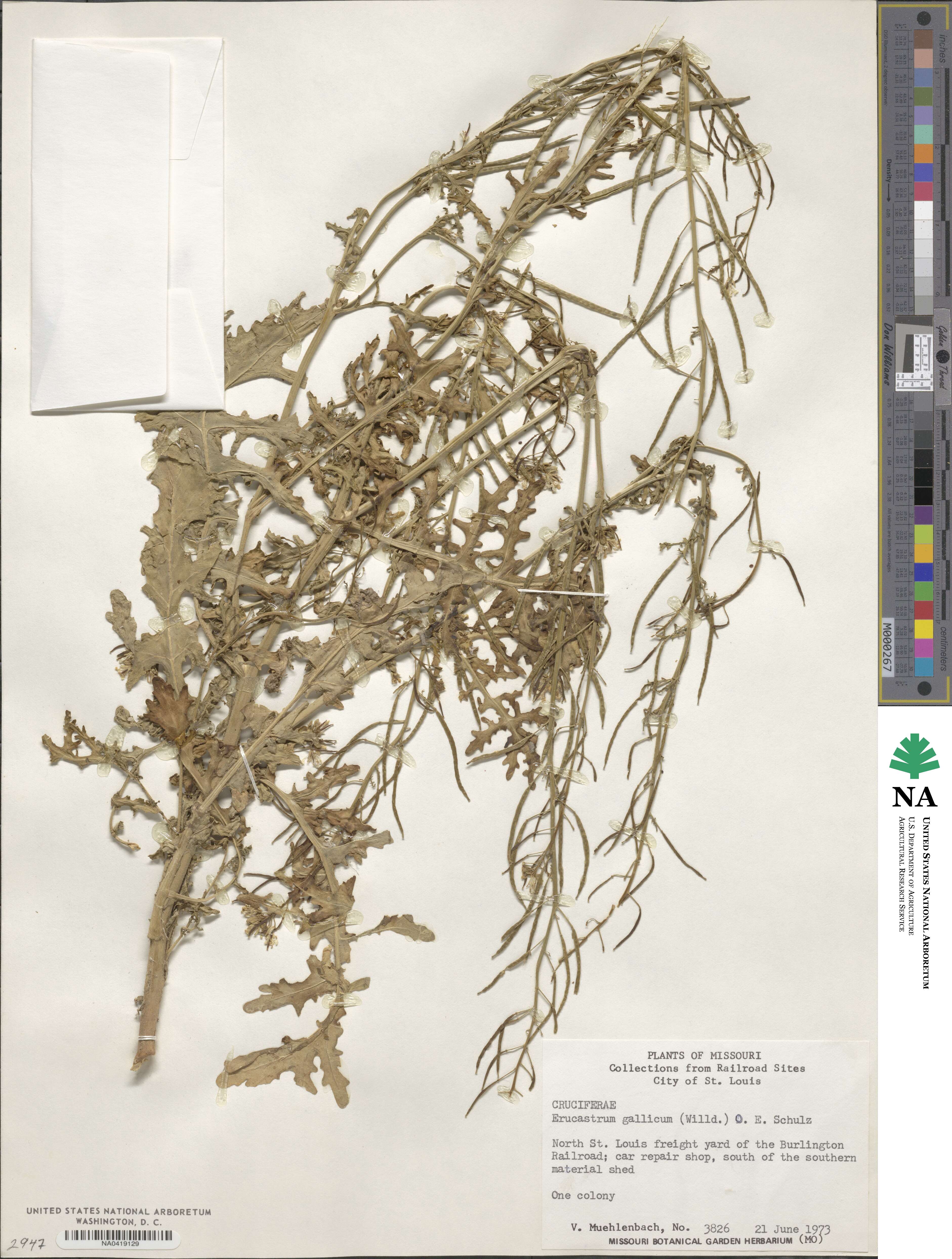Erucastrum gallicum image