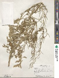 Erucastrum gallicum image