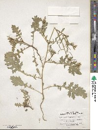 Erucastrum gallicum image