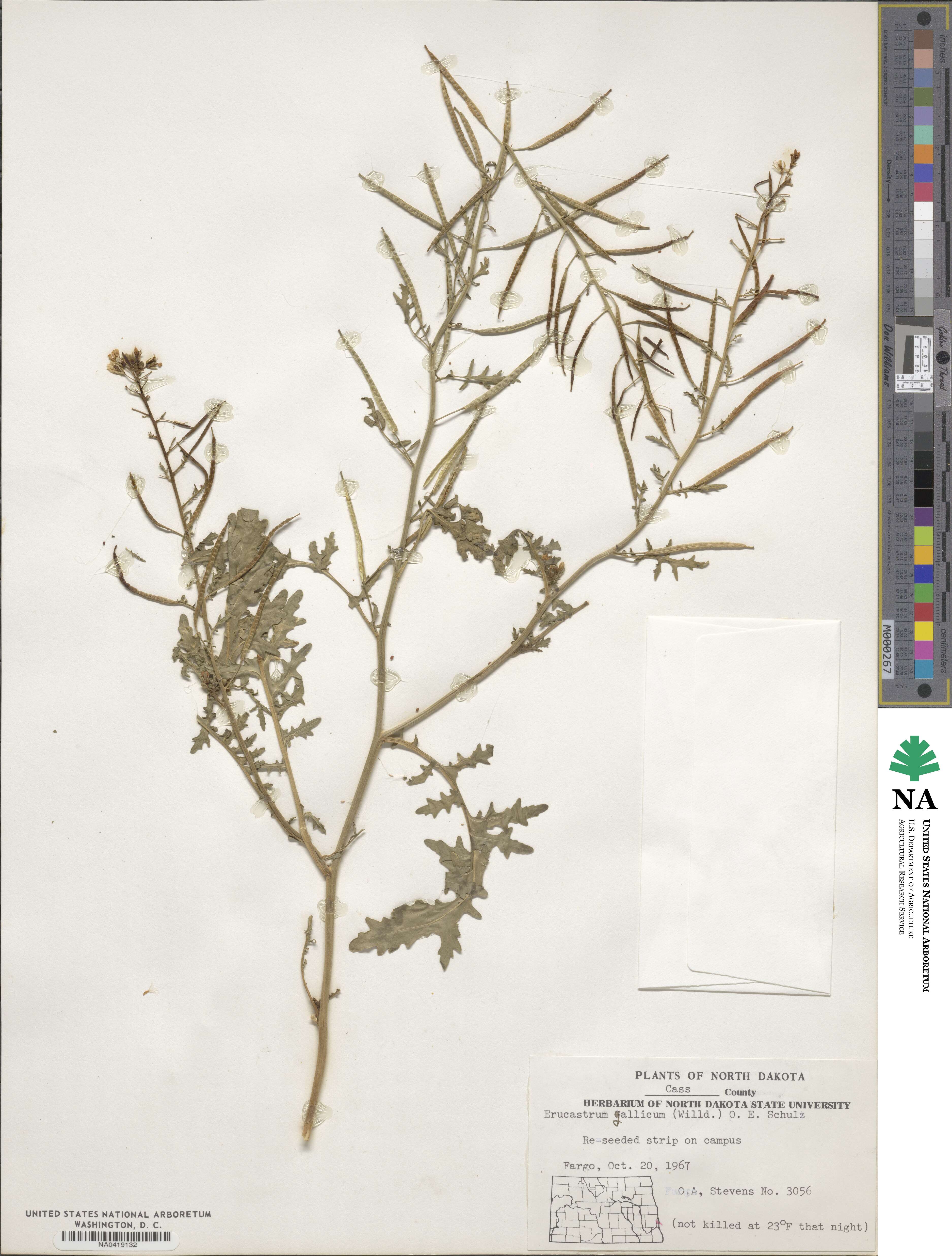 Erucastrum gallicum image