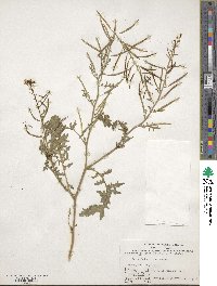 Erucastrum gallicum image