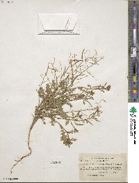 Erucastrum gallicum image