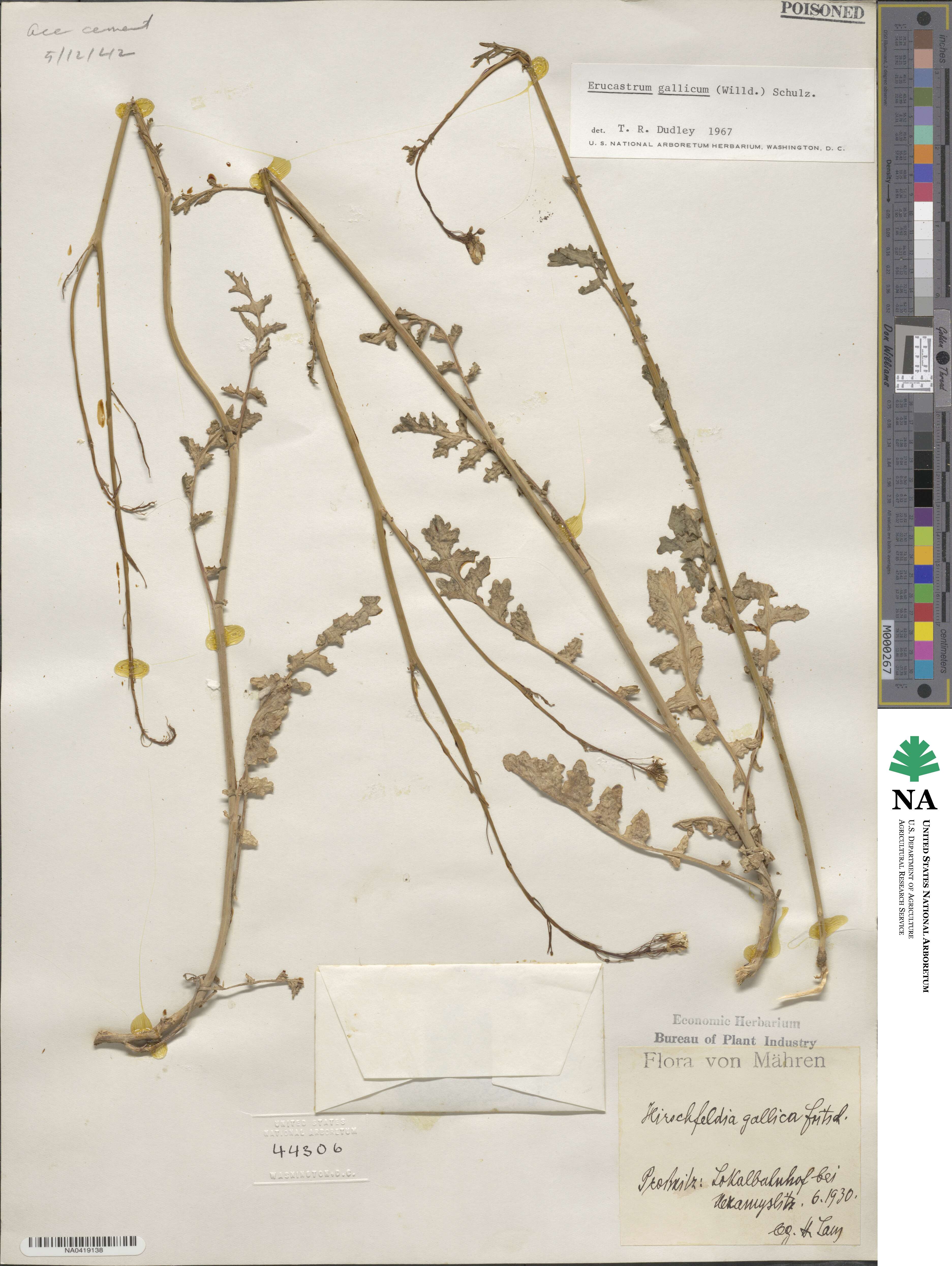 Erucastrum gallicum image