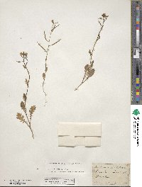 Erucastrum gallicum image