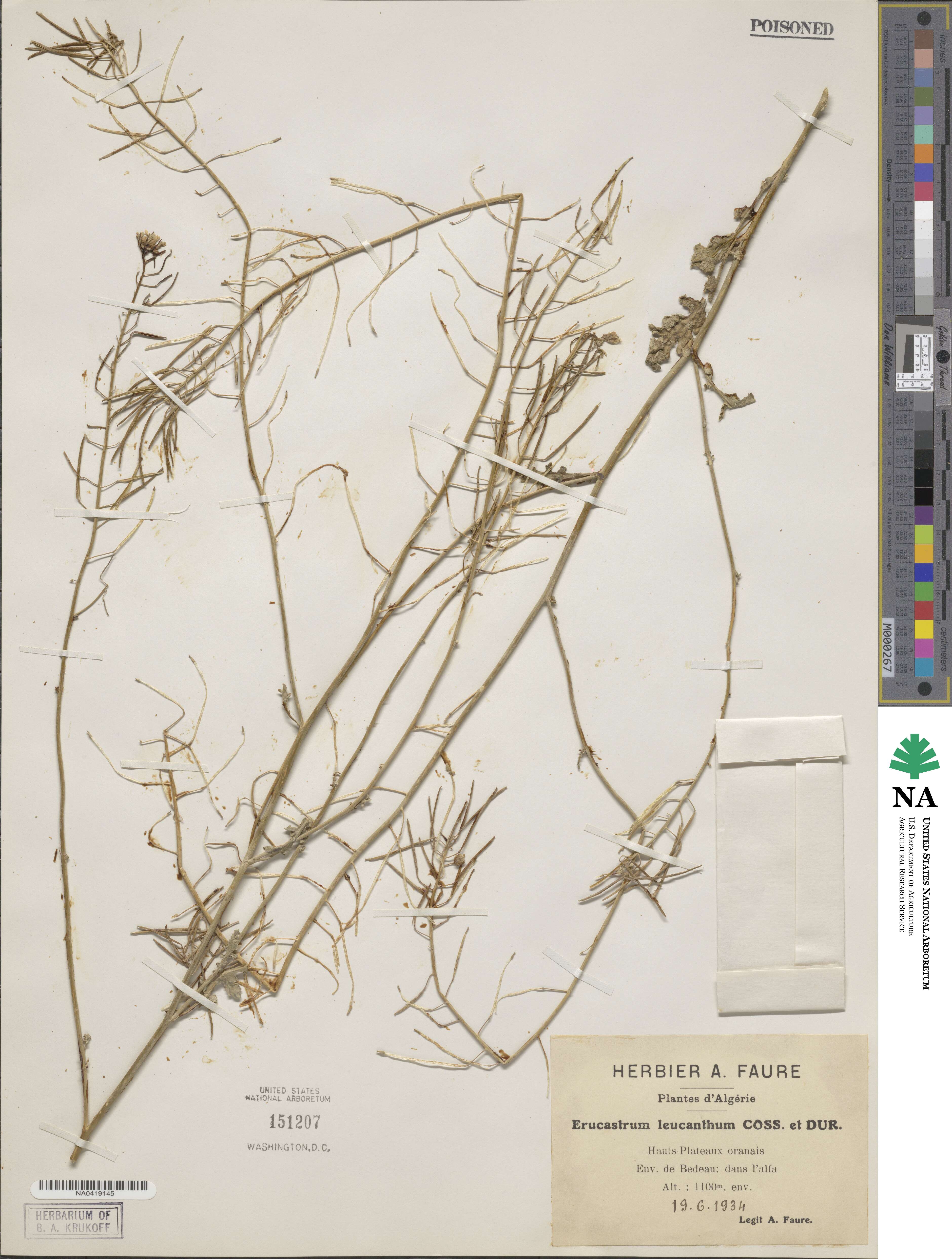 Erucastrum leucanthum image