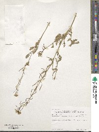 Erucastrum gallicum image