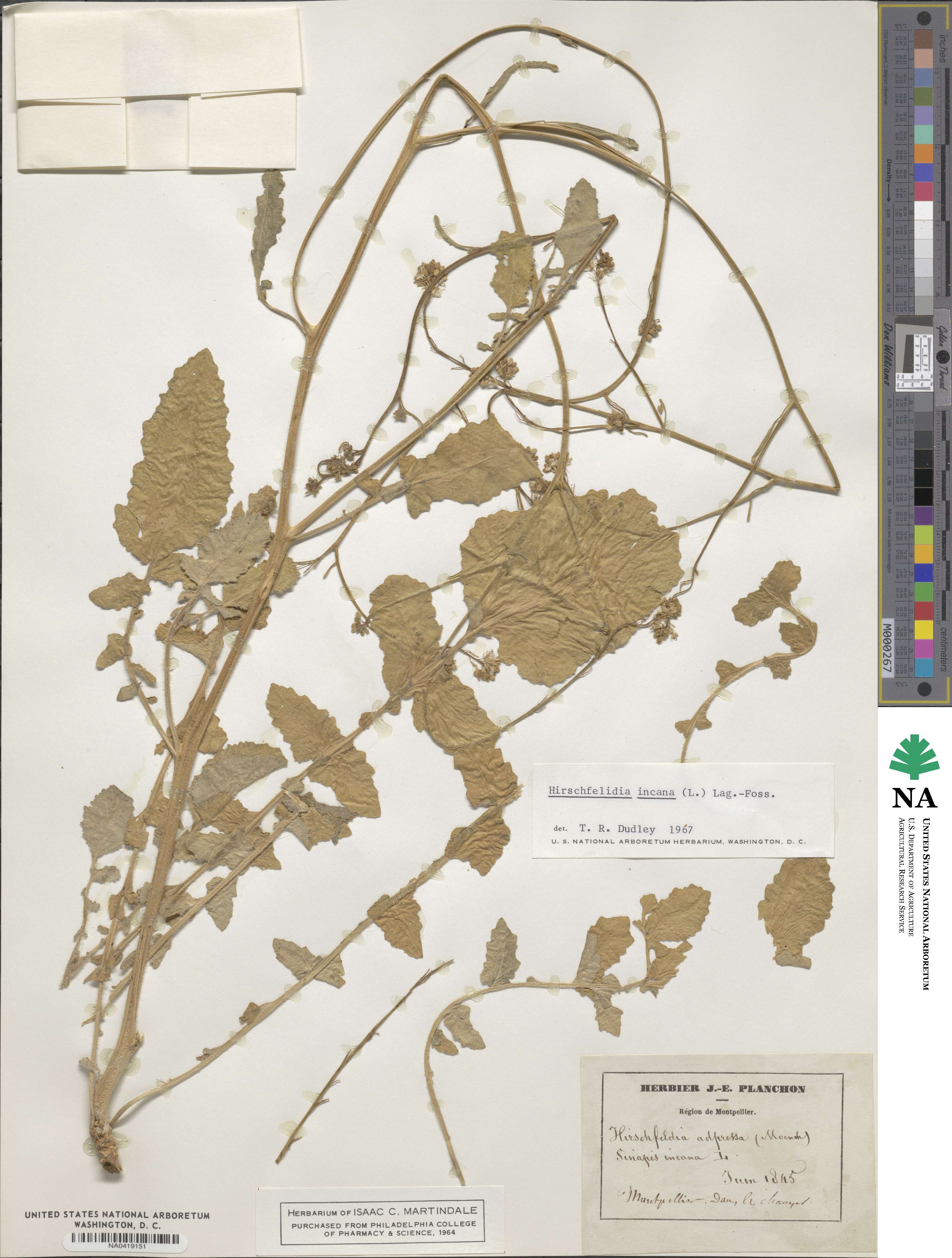 Hirschfeldia incana image