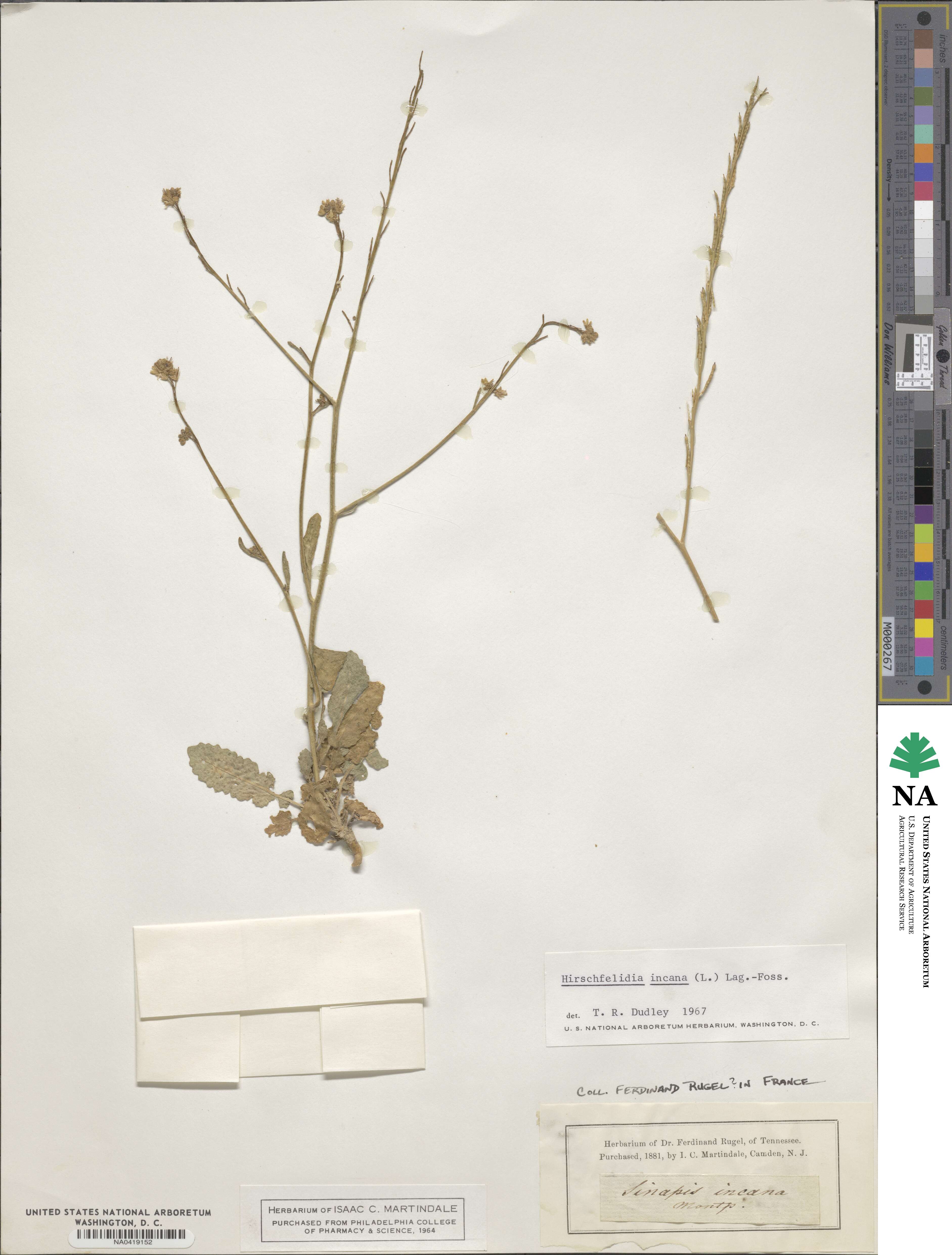 Hirschfeldia incana image