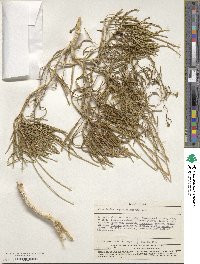 Image of Sinapidendron angustifolium