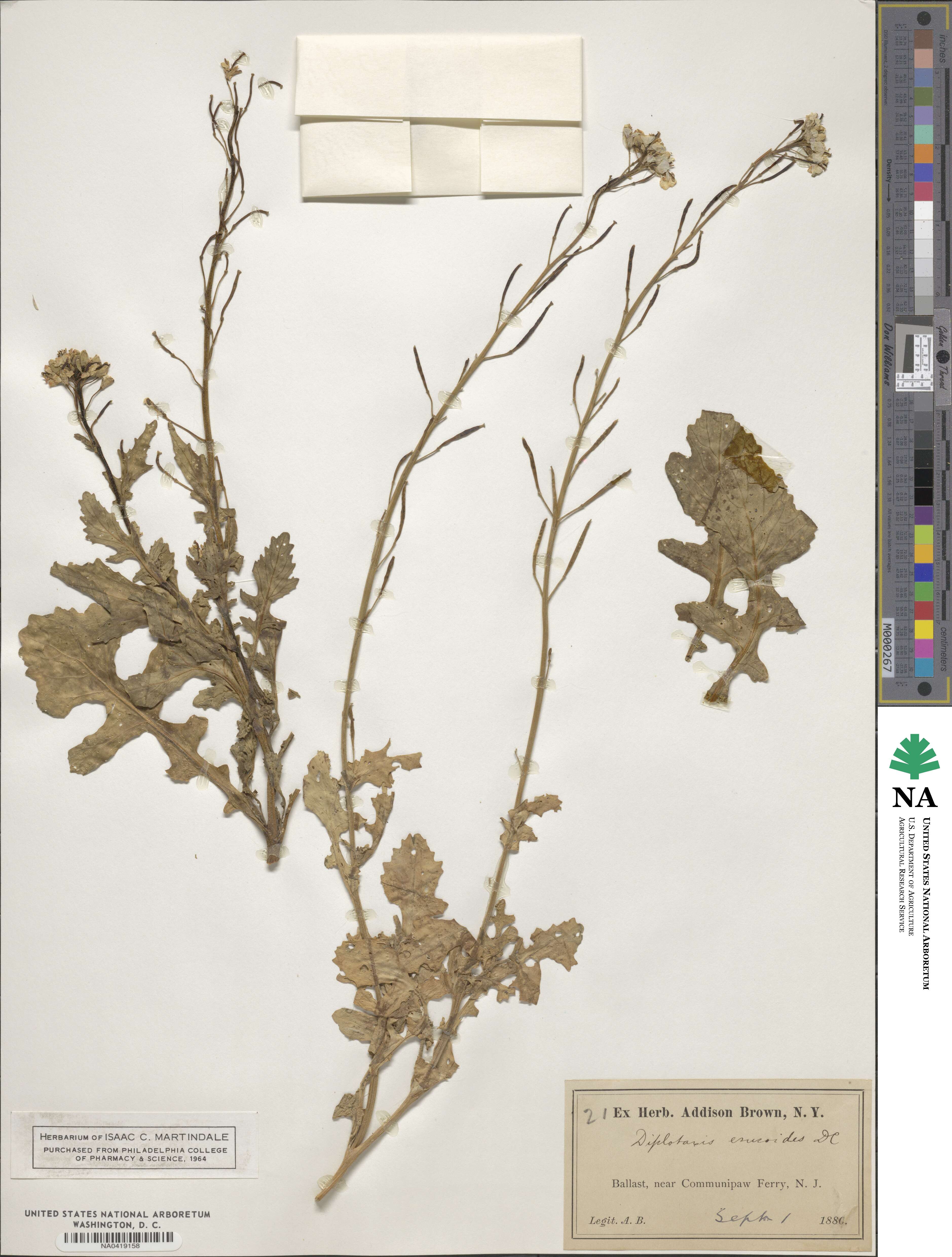 Diplotaxis erucoides image