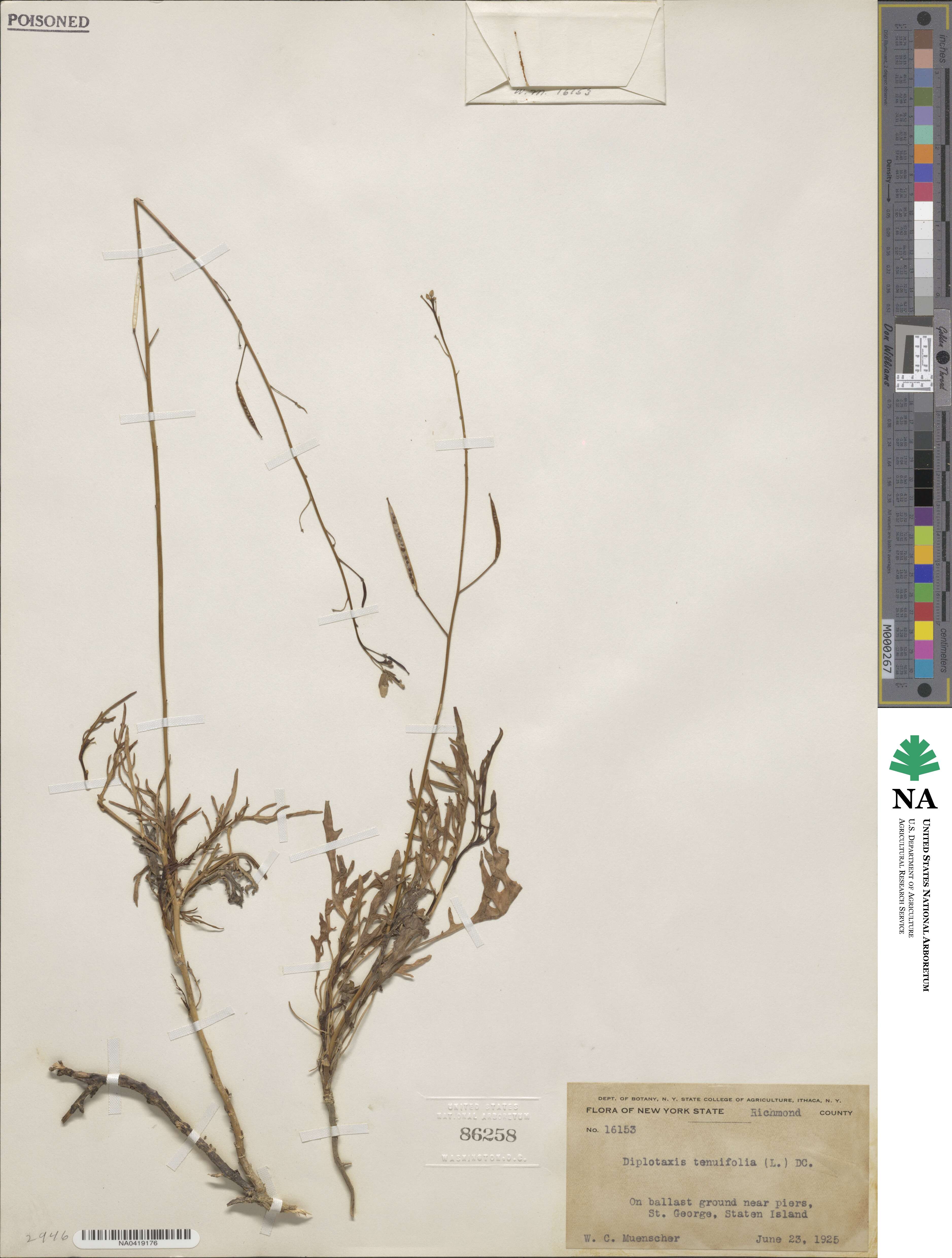 Diplotaxis tenuifolia image