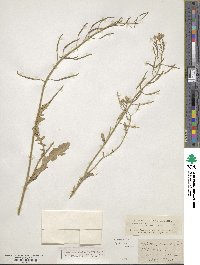 Diplotaxis erucoides image