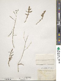 Diplotaxis muralis image