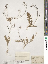 Diplotaxis muralis image