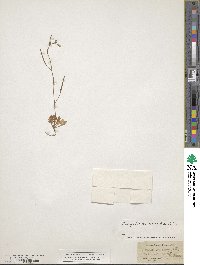 Diplotaxis muralis image