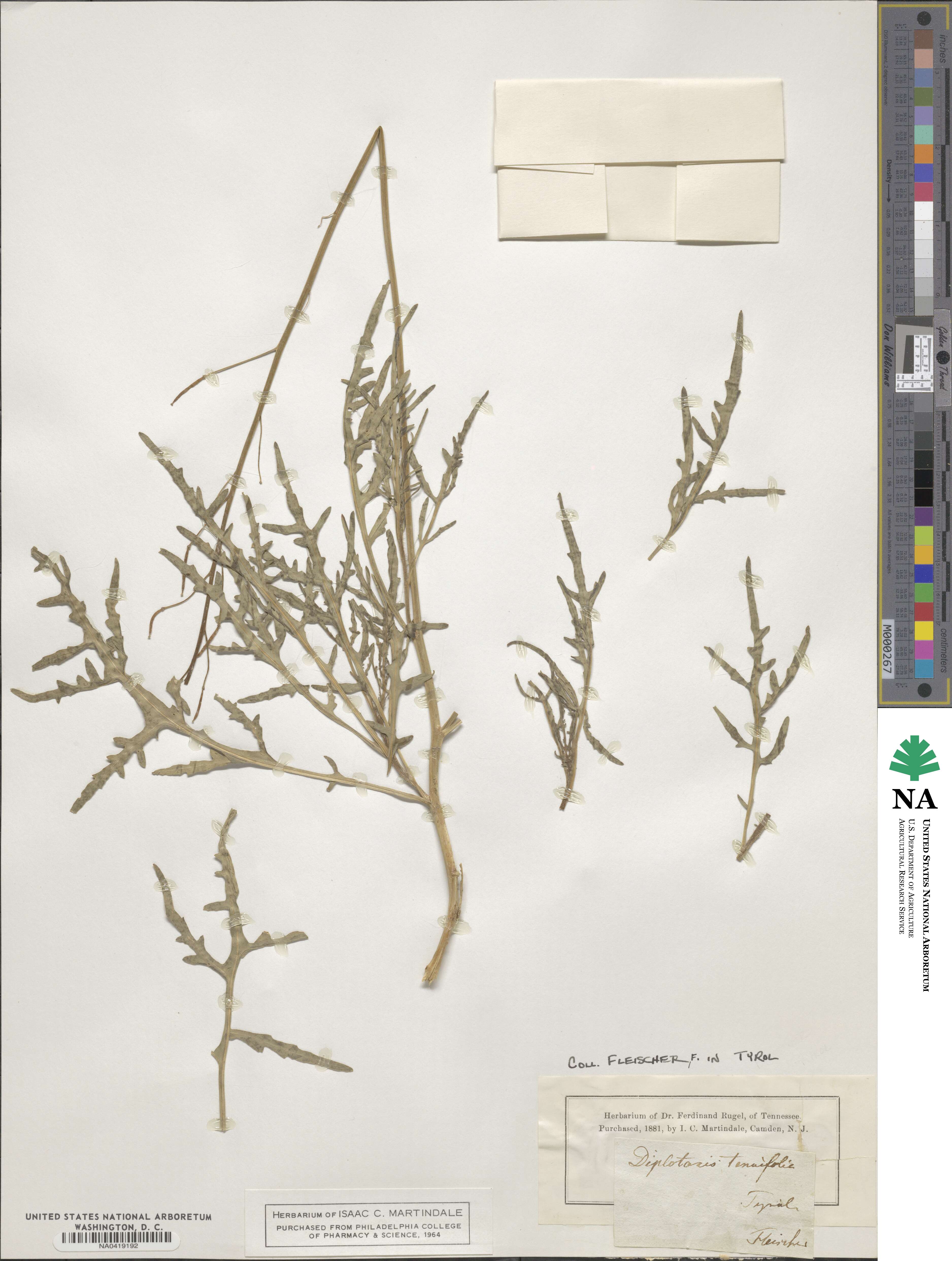 Diplotaxis tenuifolia image