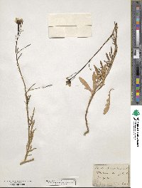Diplotaxis tenuifolia image