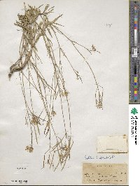 Diplotaxis tenuifolia image