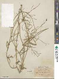 Diplotaxis tenuifolia image