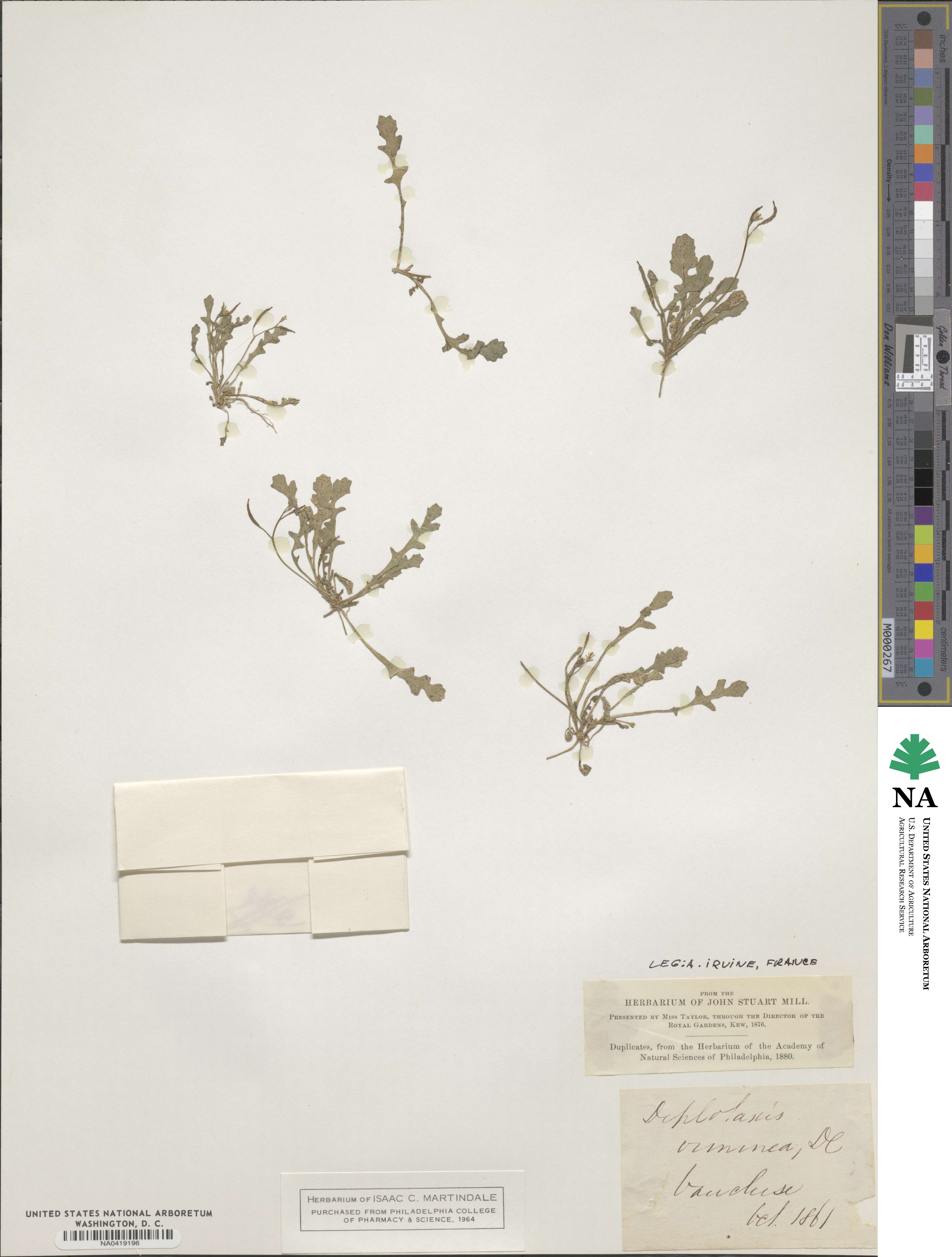 Diplotaxis viminea image