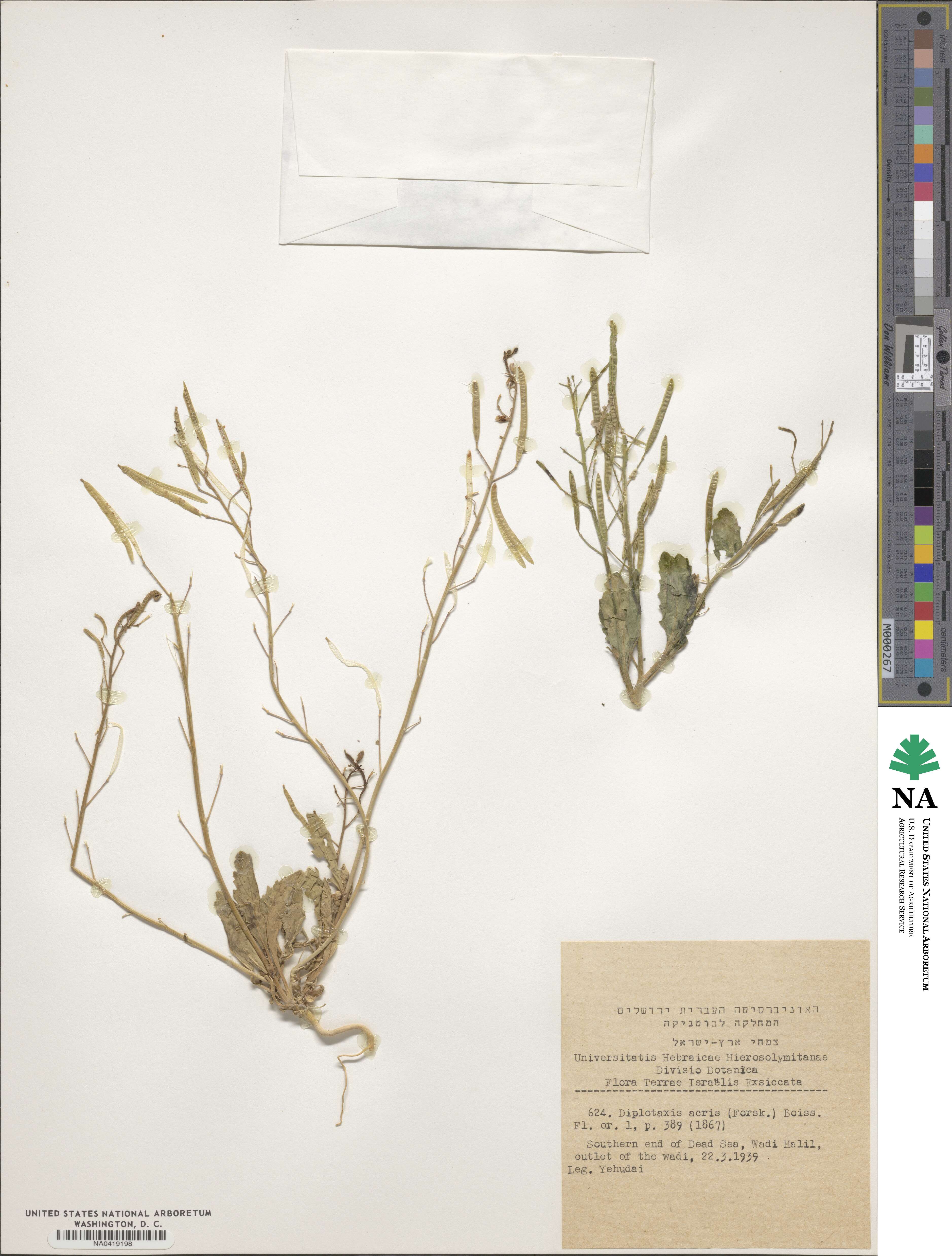 Diplotaxis acris image