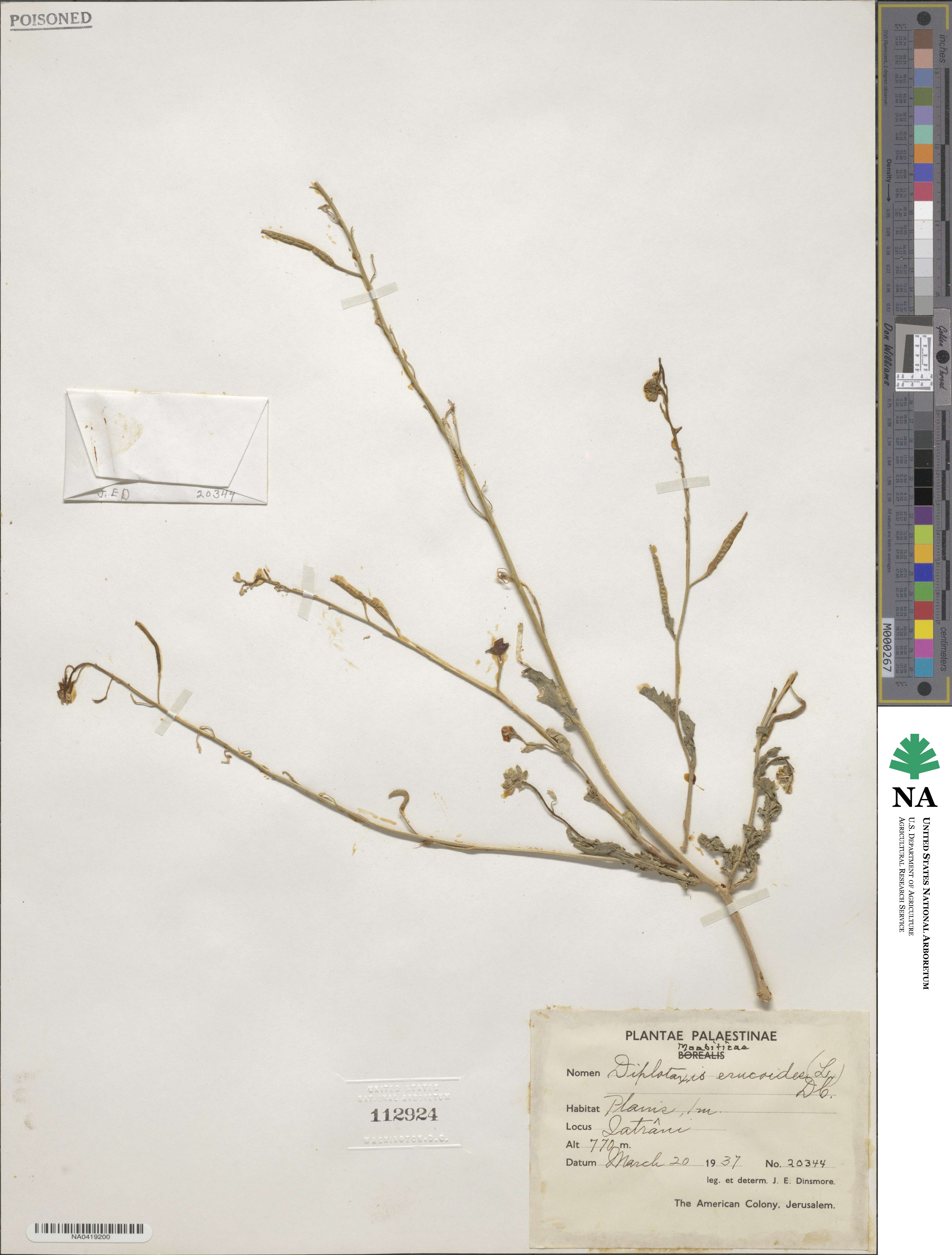 Diplotaxis erucoides image