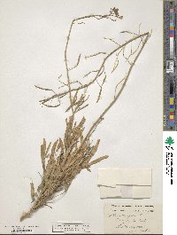 Diplotaxis tenuifolia image