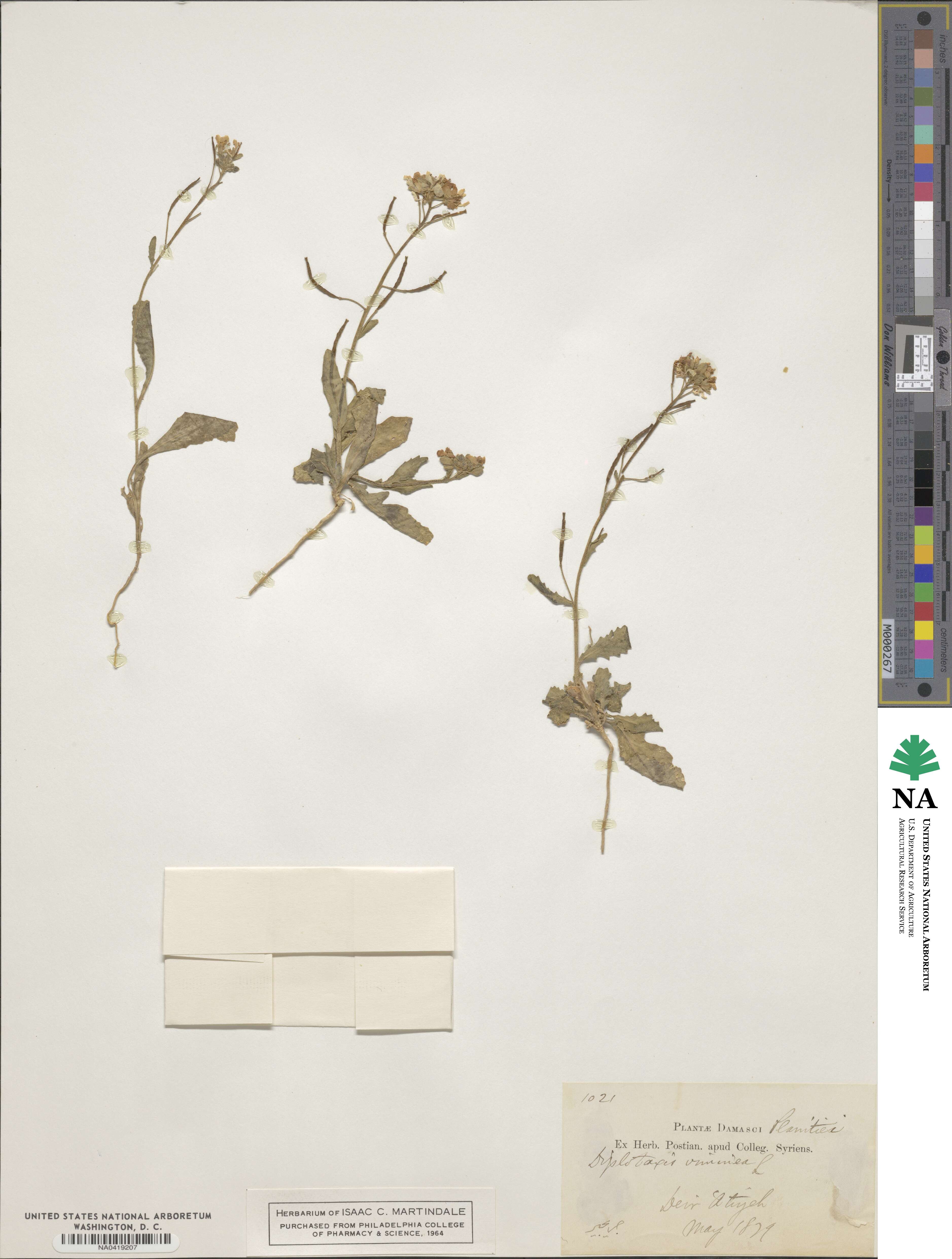 Diplotaxis viminea image
