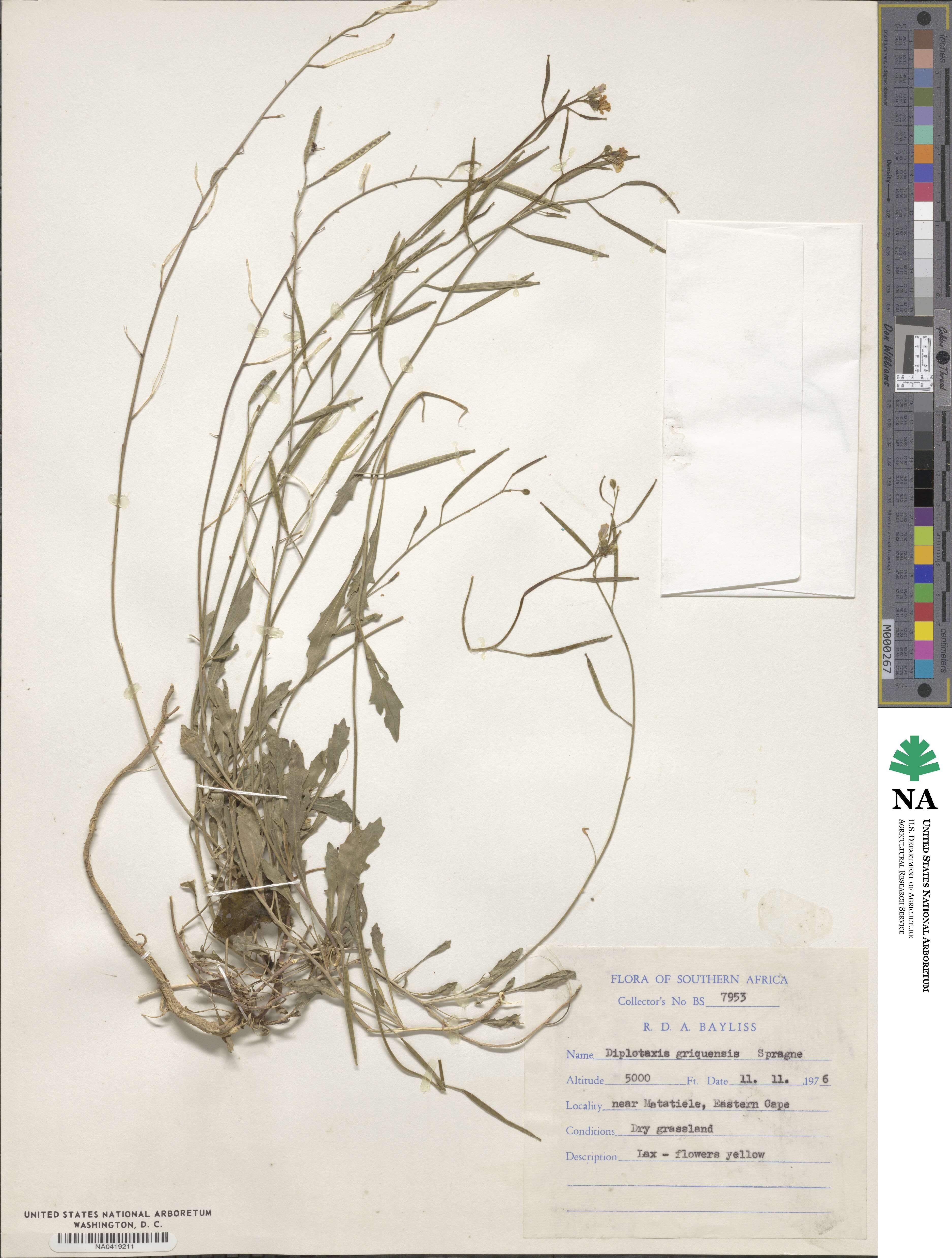 Erucastrum griquense image