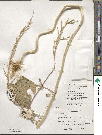 Sinapis arvensis image