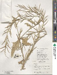 Sinapis arvensis image