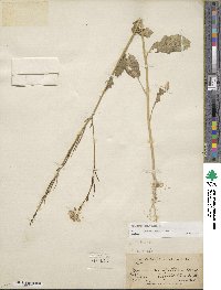 Sinapis arvensis image