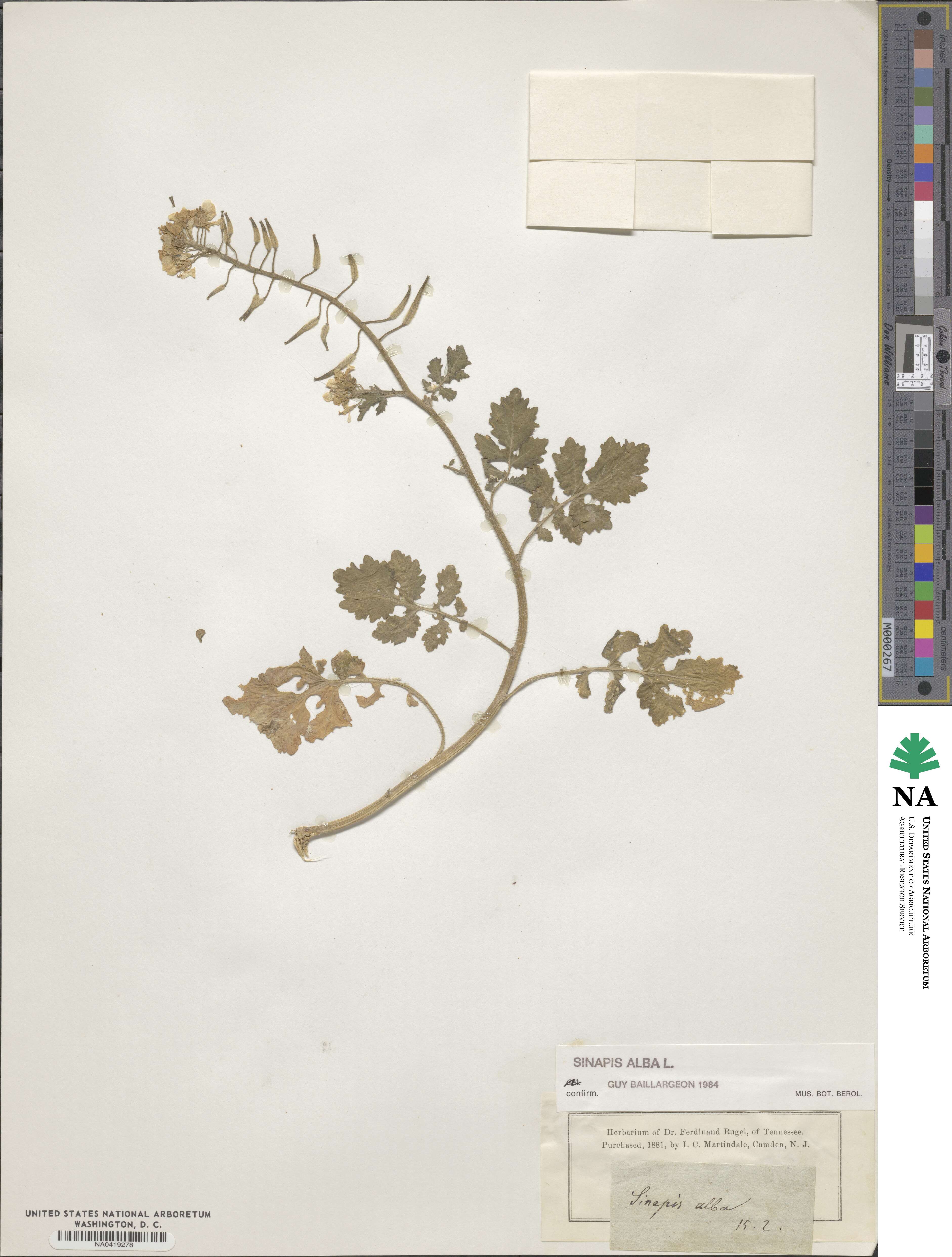 Sinapis alba image