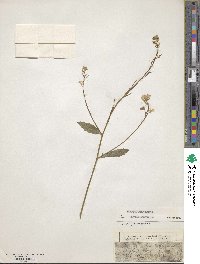Sinapis arvensis image