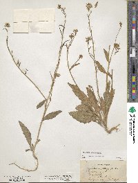 Sinapis arvensis image