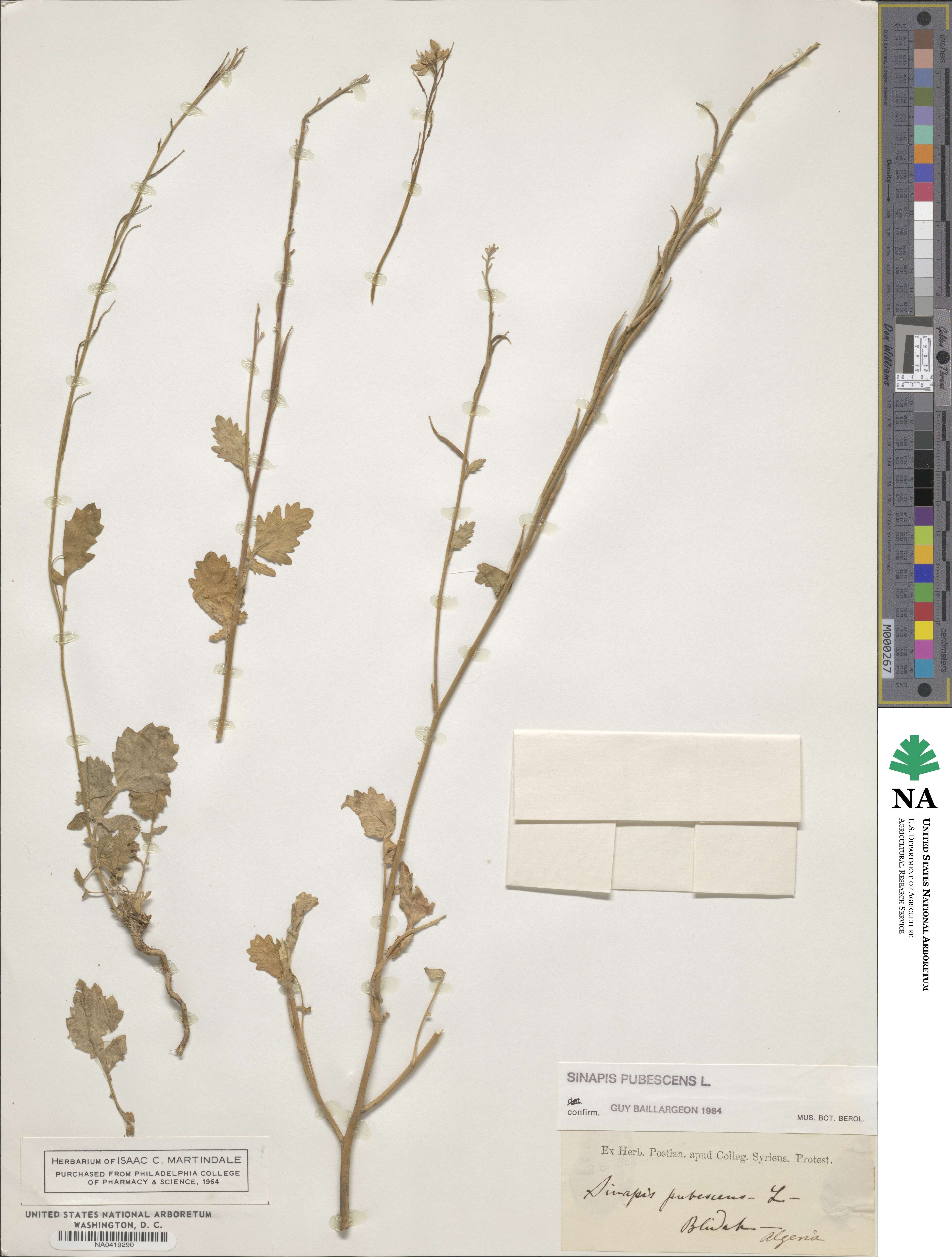 Sinapis pubescens image