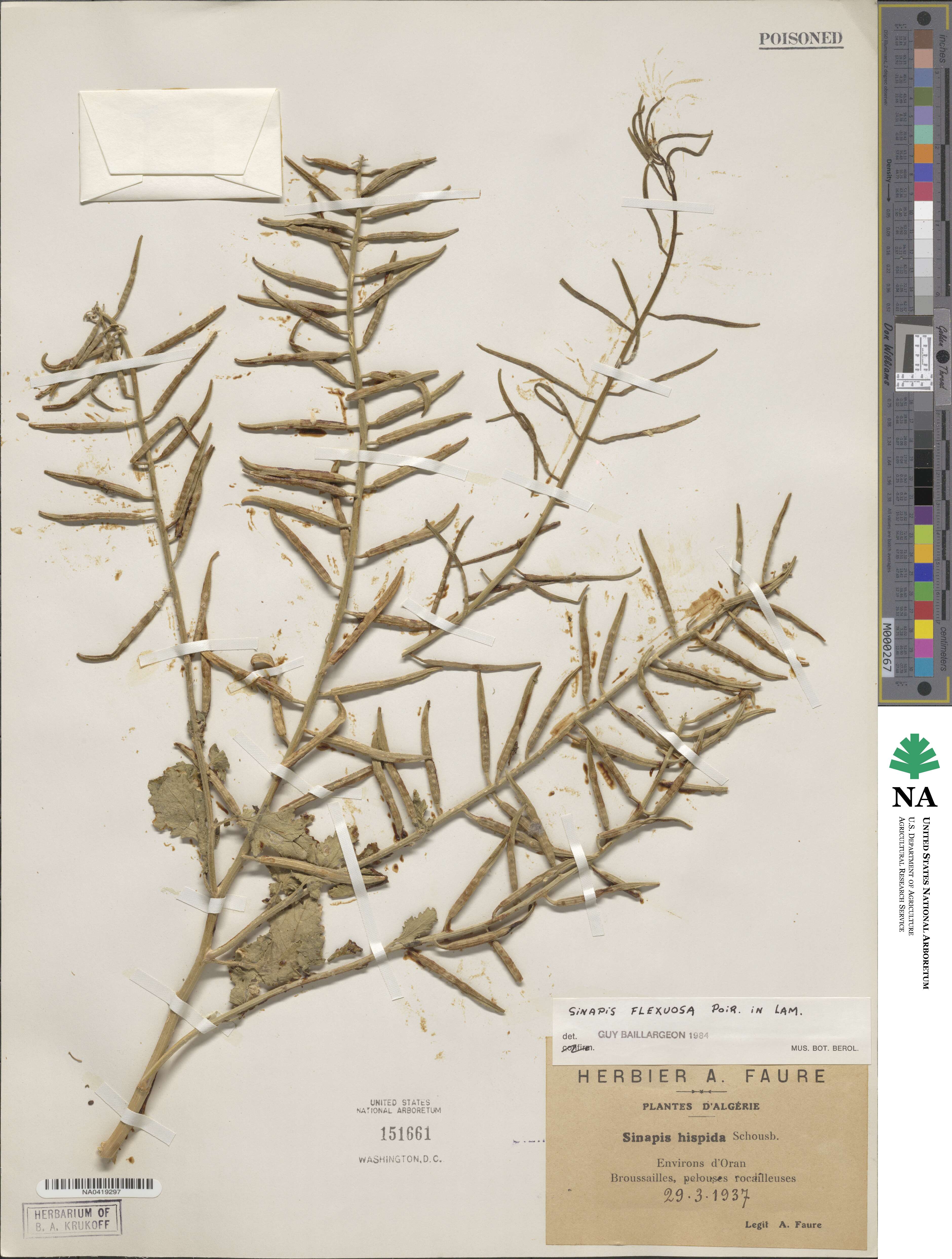 Sinapis flexuosa image