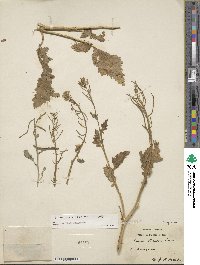 Sinapis flexuosa image