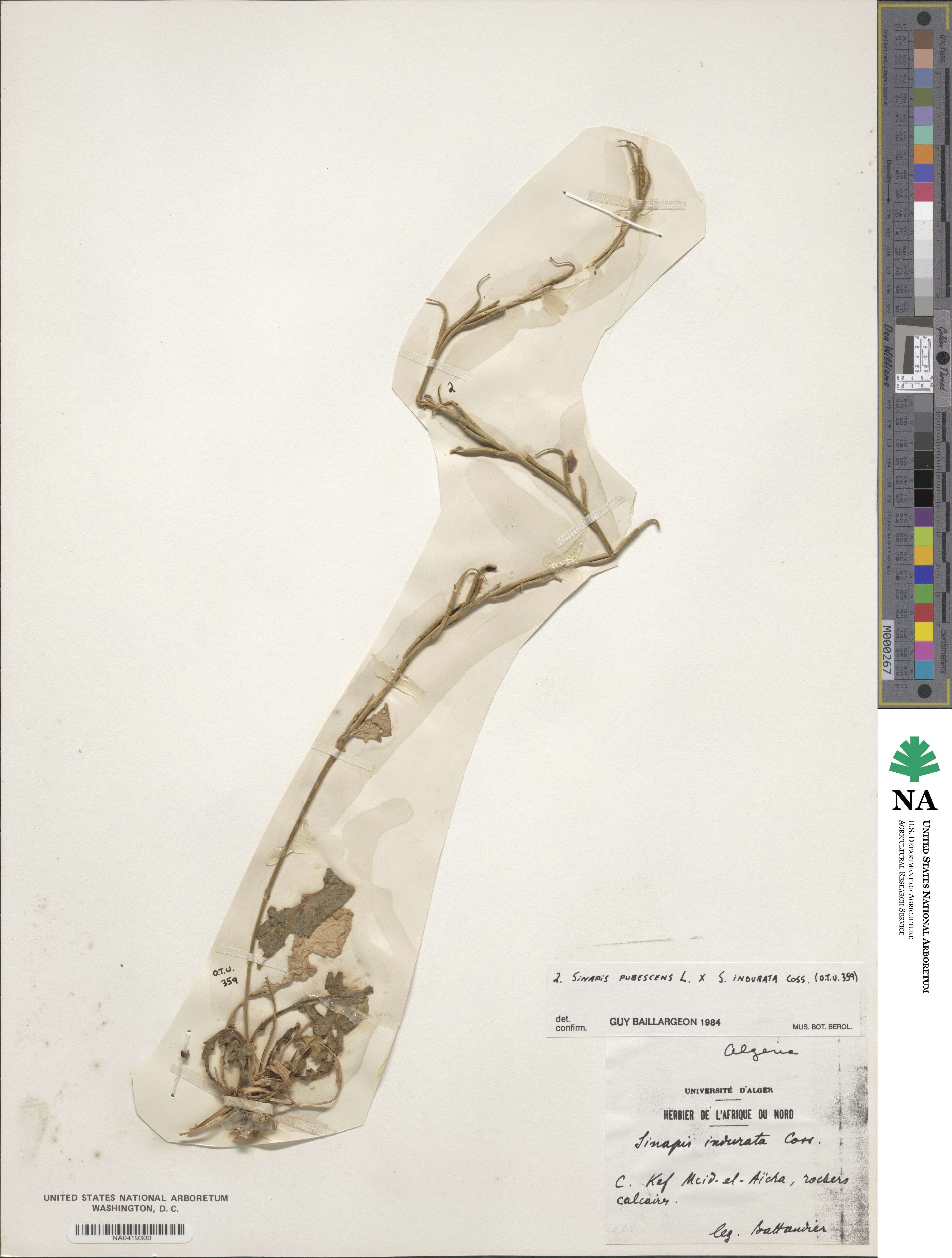 Sinapis indurata image