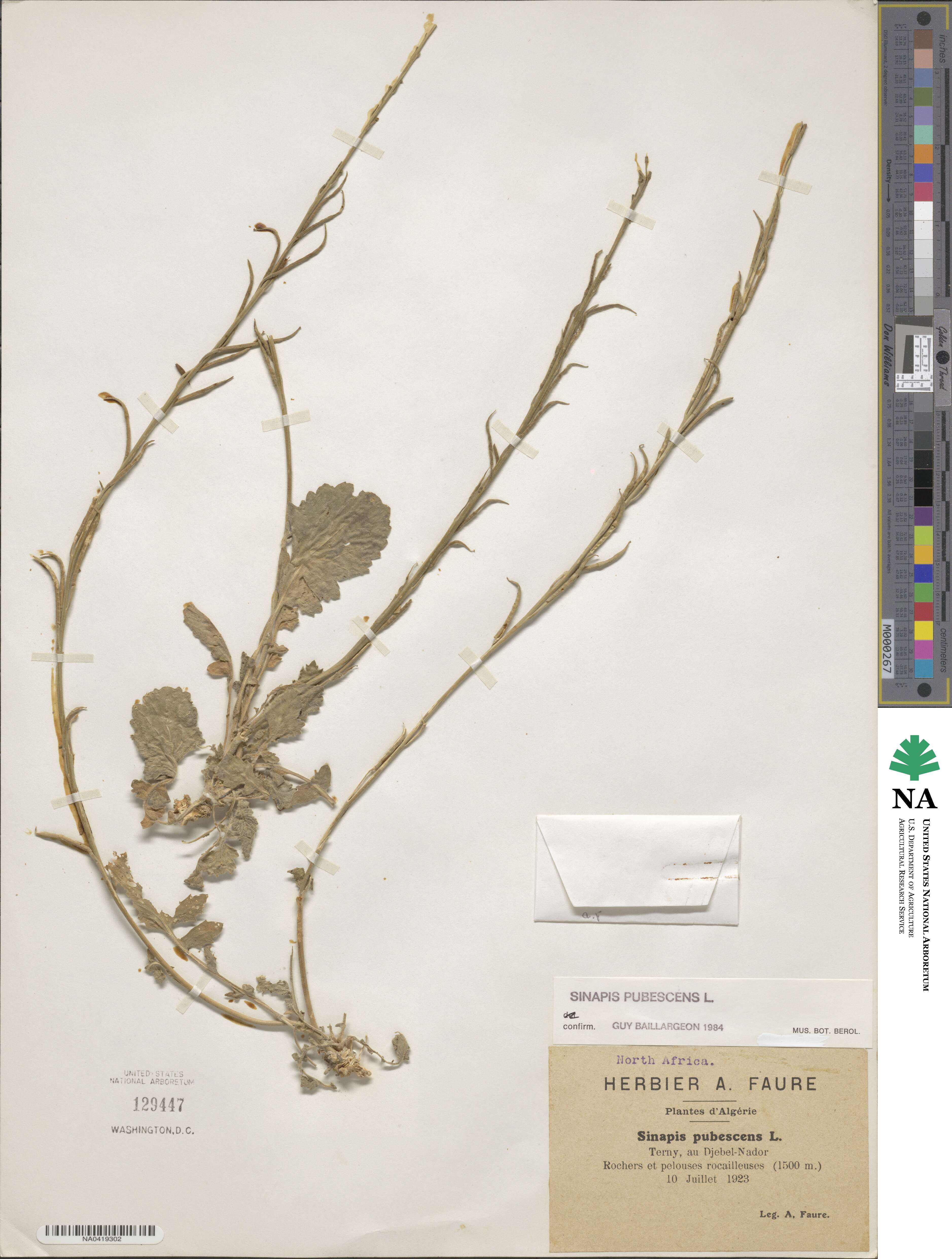 Sinapis pubescens image