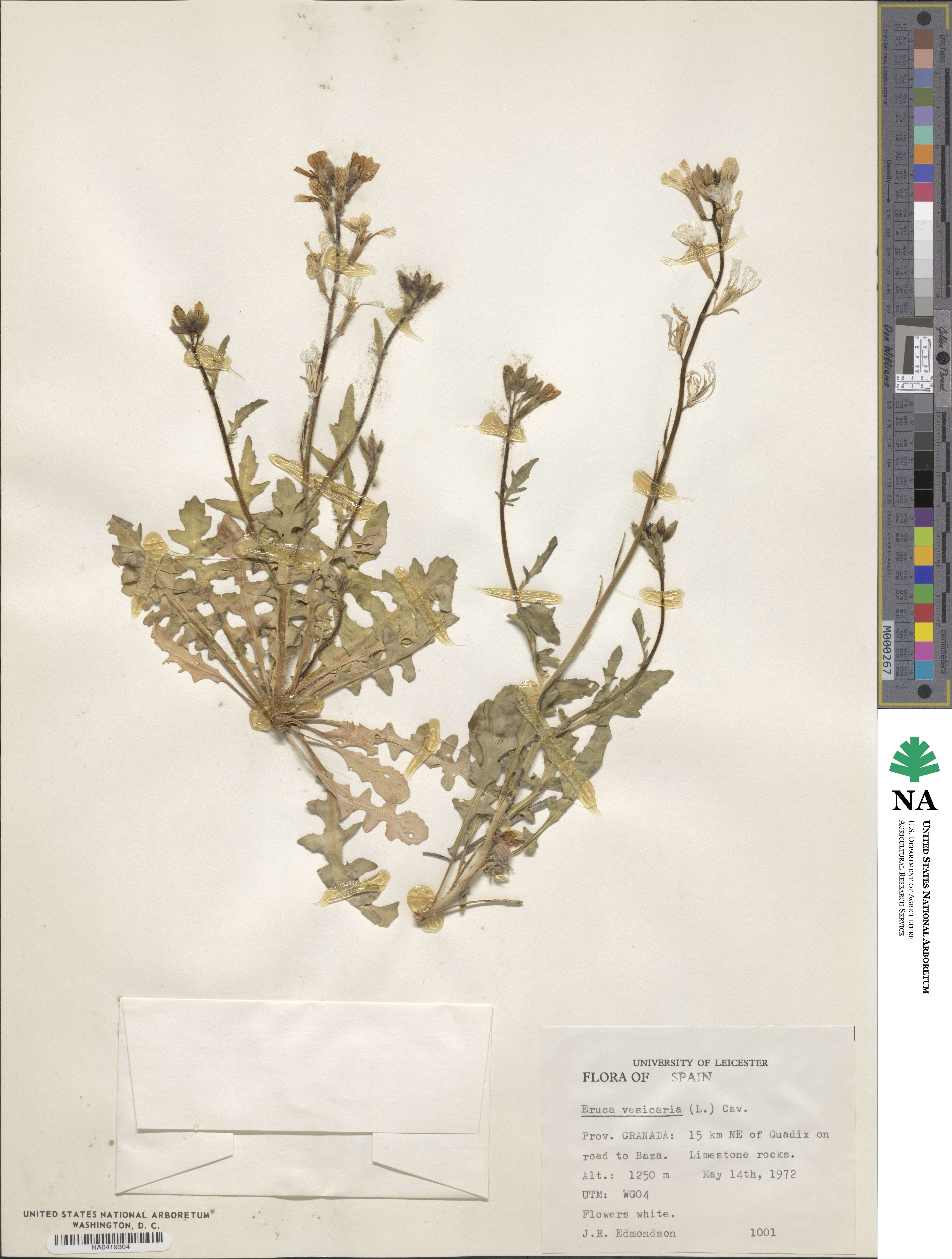 Eruca vesicaria image