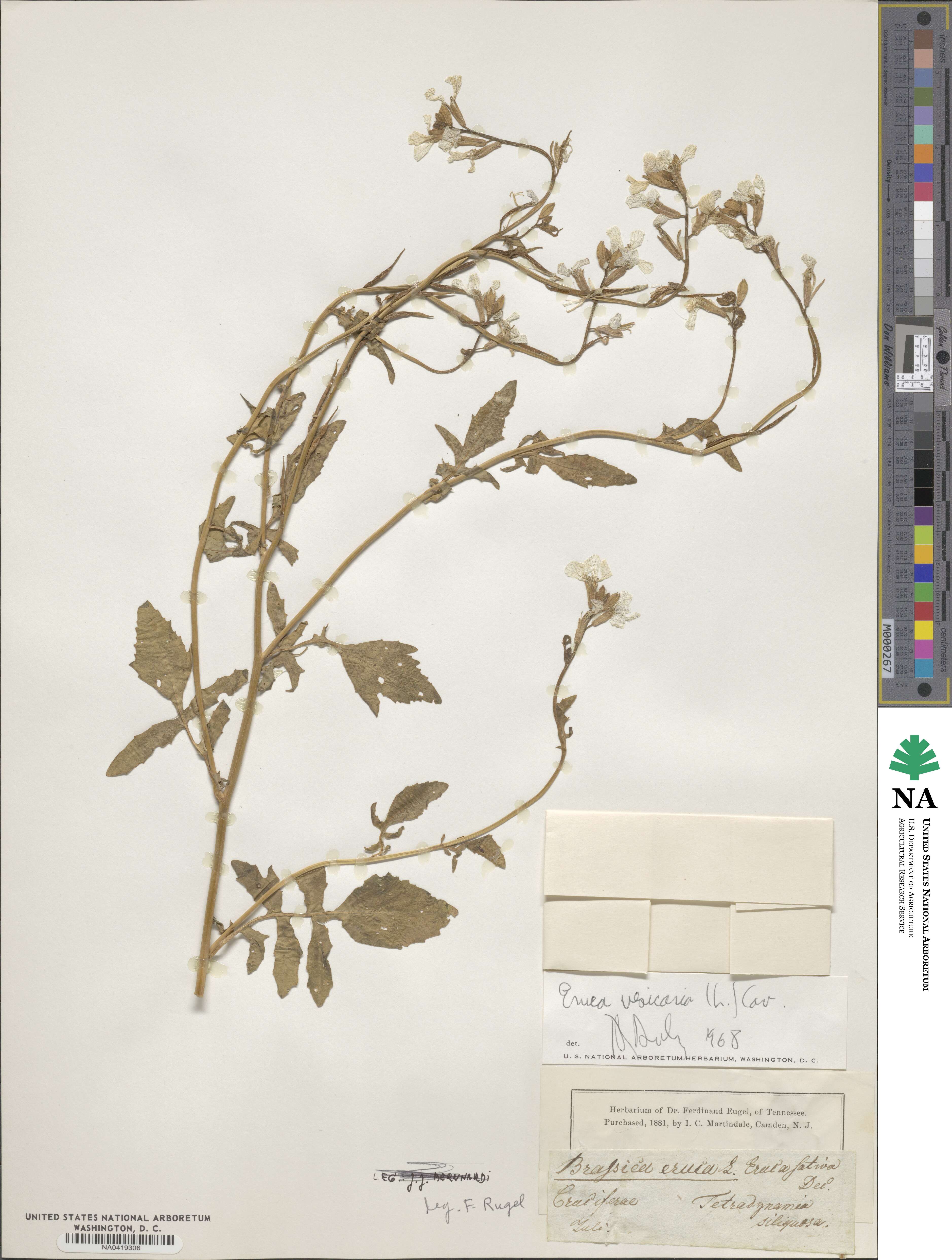 Eruca vesicaria image