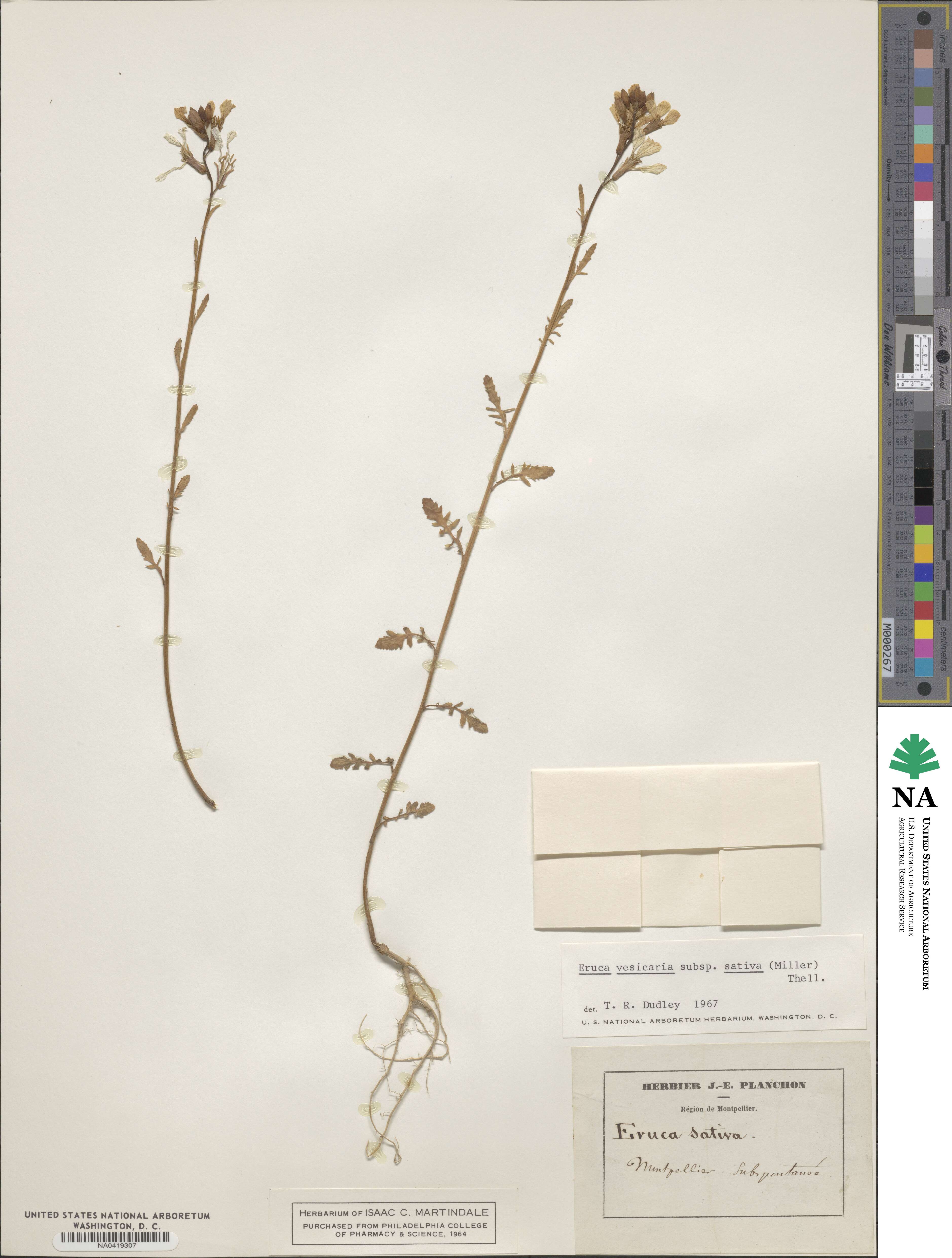 Eruca vesicaria image