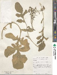 Eruca vesicaria image